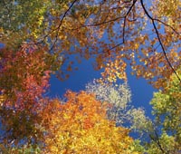 autumn